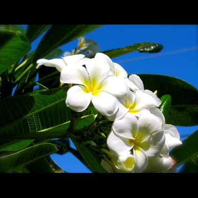 葛飾区で本場ハワイのフラをご体験いただけます。初心者さまからご経験者さまでお気軽にお越しください。