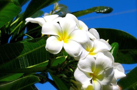 葛飾区で本場ハワイのフラをご体験いただけます。初心者さまからご経験者さまでお気軽にお越しください。