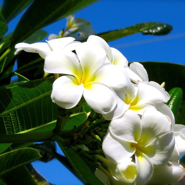 葛飾区で本場ハワイのフラをご体験いただけます。初心者さまからご経験者さまでお気軽にお越しください。